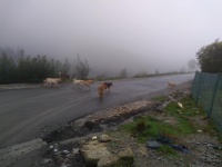 Animais errantes no aterro sanitário da Serra da Boneca