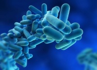 Legionella
