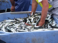 Cabaz de sardinhas
